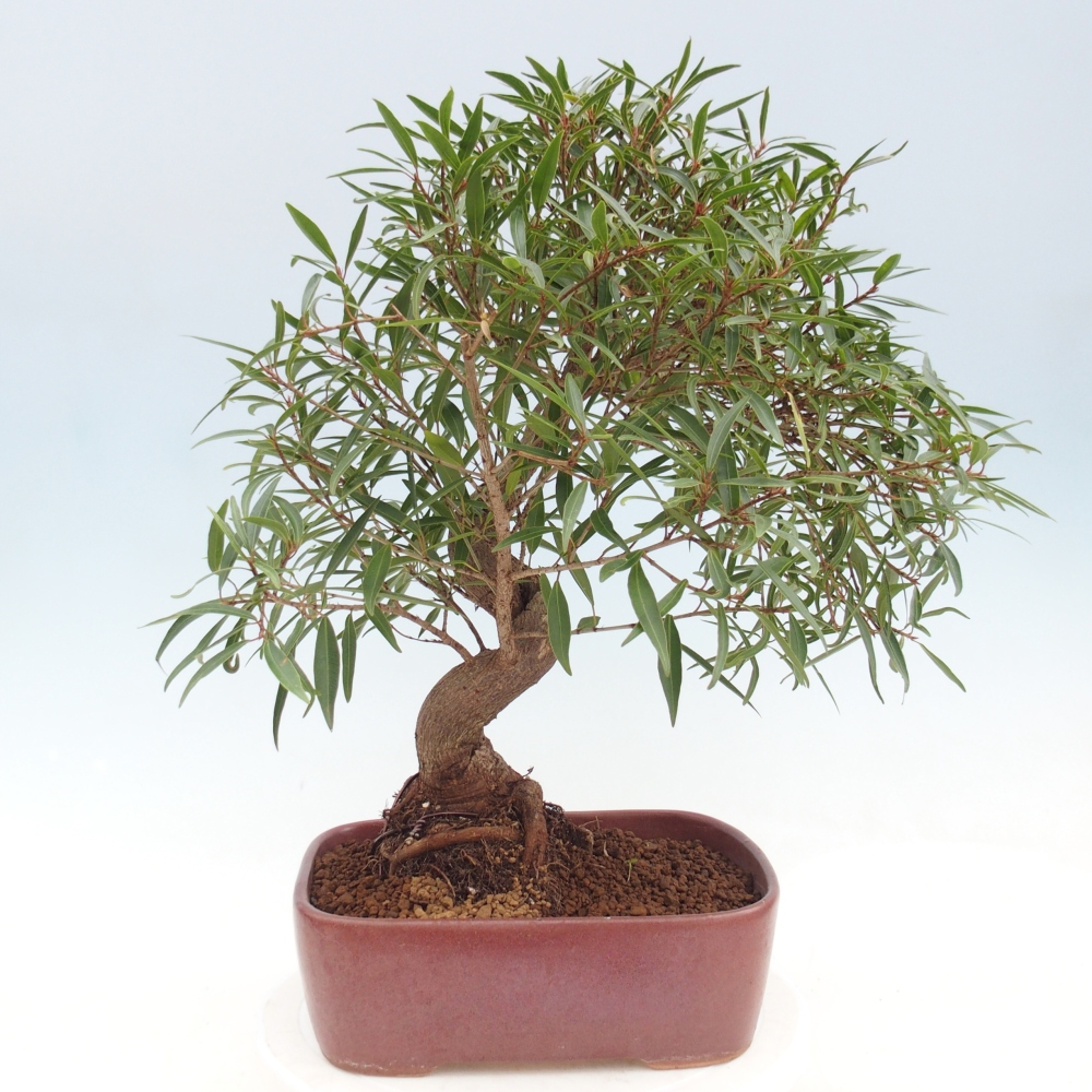 Szobai bonsai - Ficus nerifolia - kislevelű fikusz