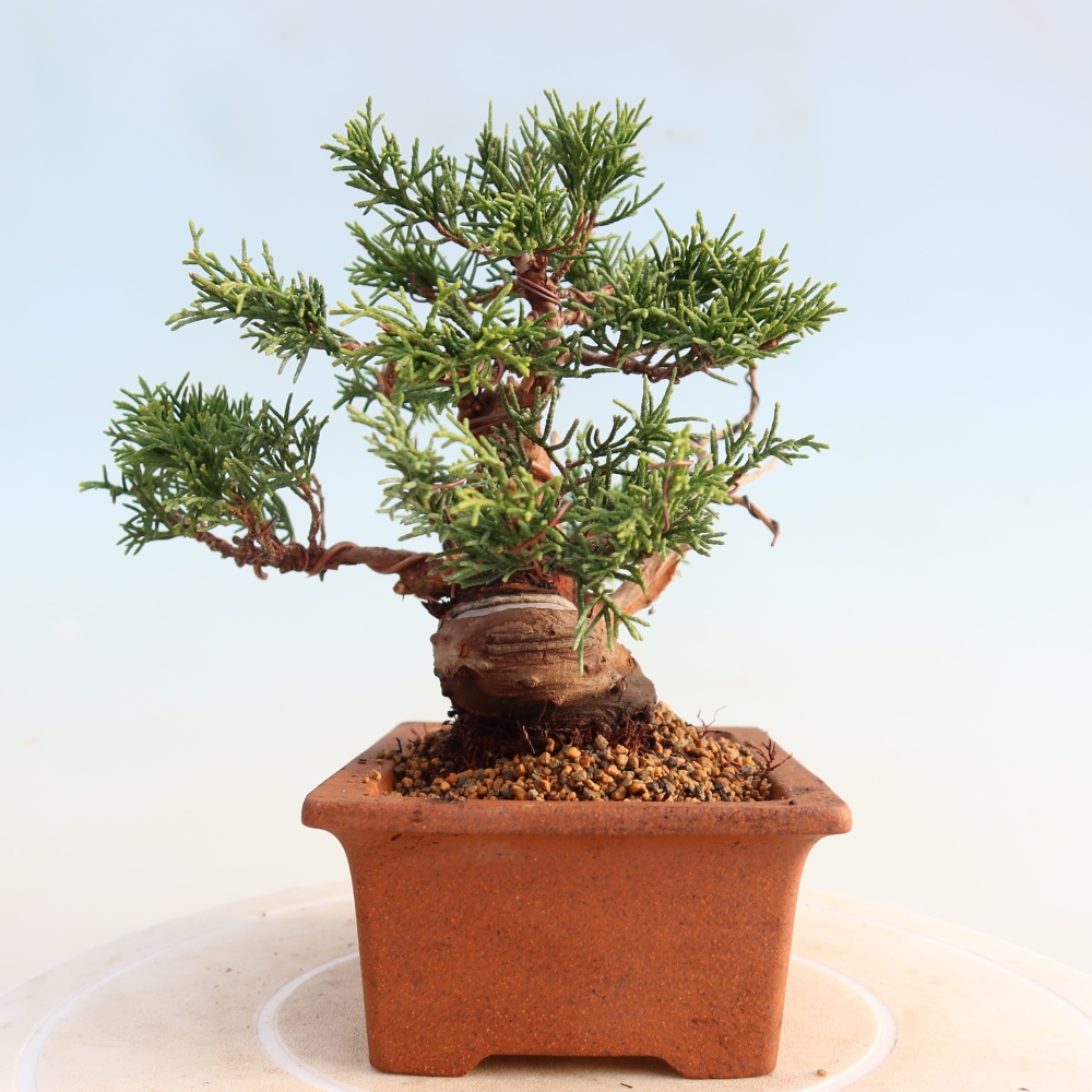 Kültéri bonsai - Juniperus chinensis Itoigawa