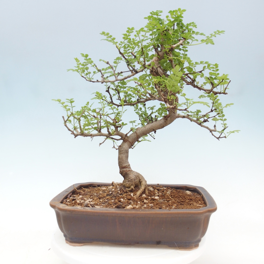 Szobai bonsai - Zantoxylum piperitum - borsfa