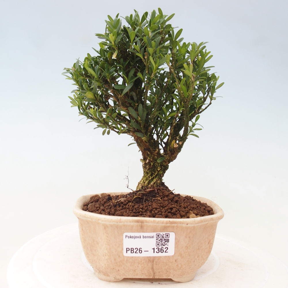 Szobai bonsai - Buxus harlandii - parafa buxus