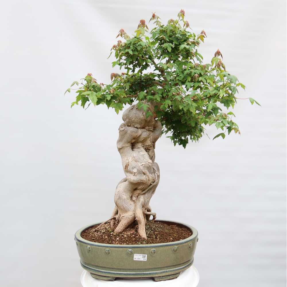 Kültéri bonsai - Juhar Burger - Acer Burgerianum