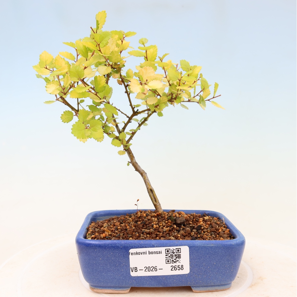 Kültéri bonsai – törpe nyír – Betula NANA Golden Treasure