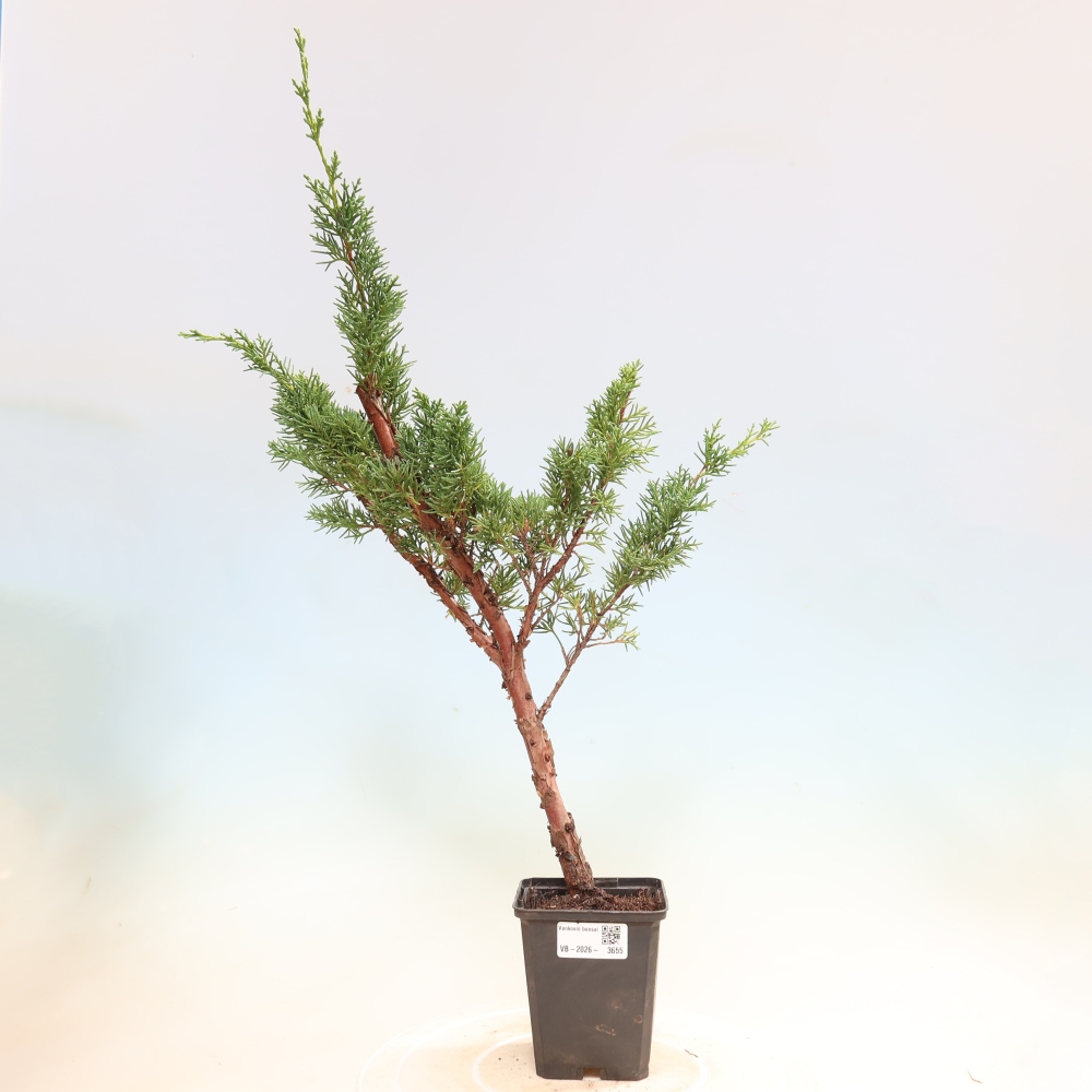 Kültéri bonsai - Juniperus chinensis Kishu