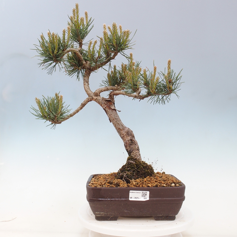 Kültéri bonsai - Pinus Sylvestris Watererri - erdeifenyő