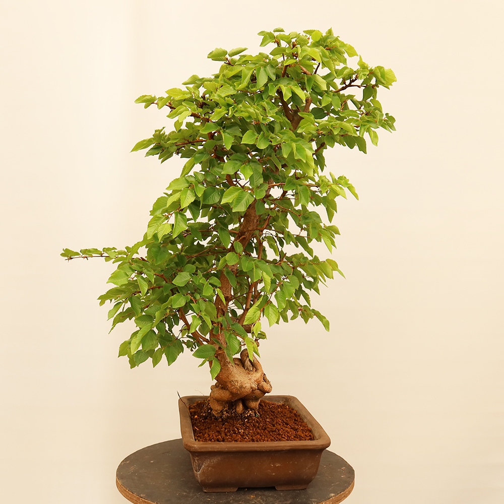 Kültéri bonsai -Carpinus Coreana - Koreai gyertyánfa