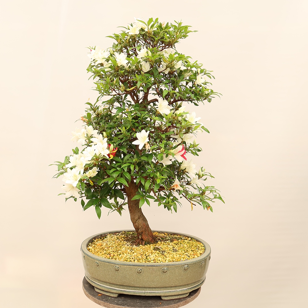 Kültéri bonsai - japán azálea - Azálea CHIHIRO