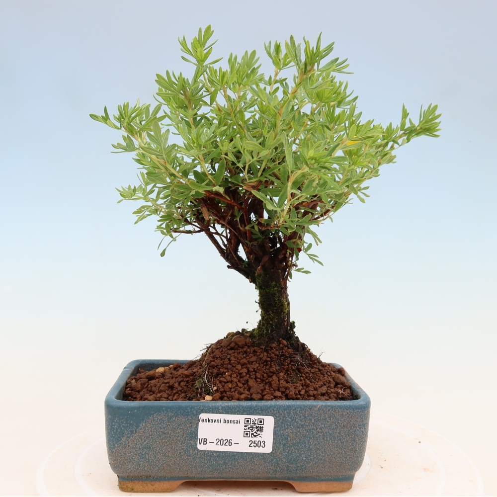 Kültéri bonsai - Potentila fruticosa