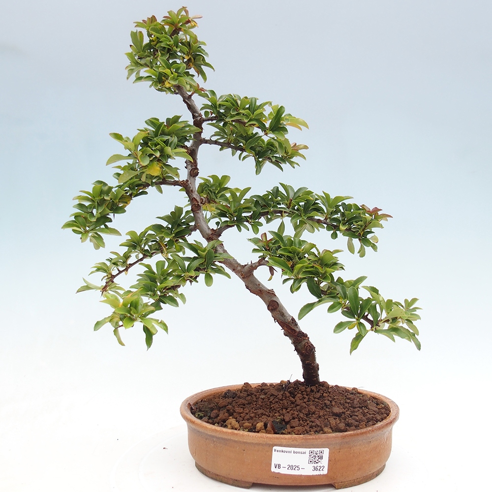 Kültéri bonsai-Pyracantha Teton - Hlox