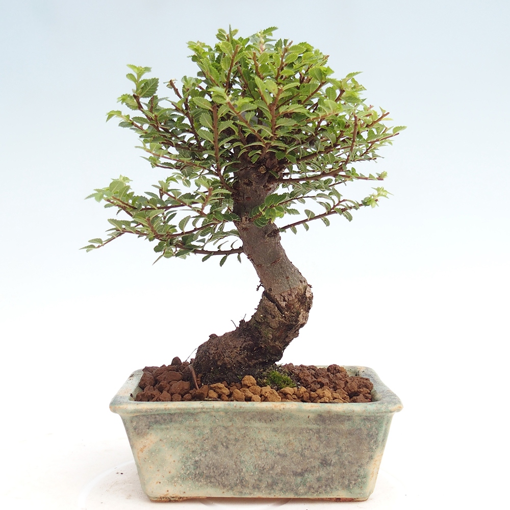 Kültéri bonsai - Ulmus parvifolia Hokkaido - Kínai szil - Ulmus parvifolia Hokkaido