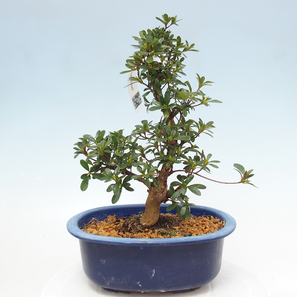 Kültéri bonsai - Japán azálea - Azálea Asahi-no-izumi