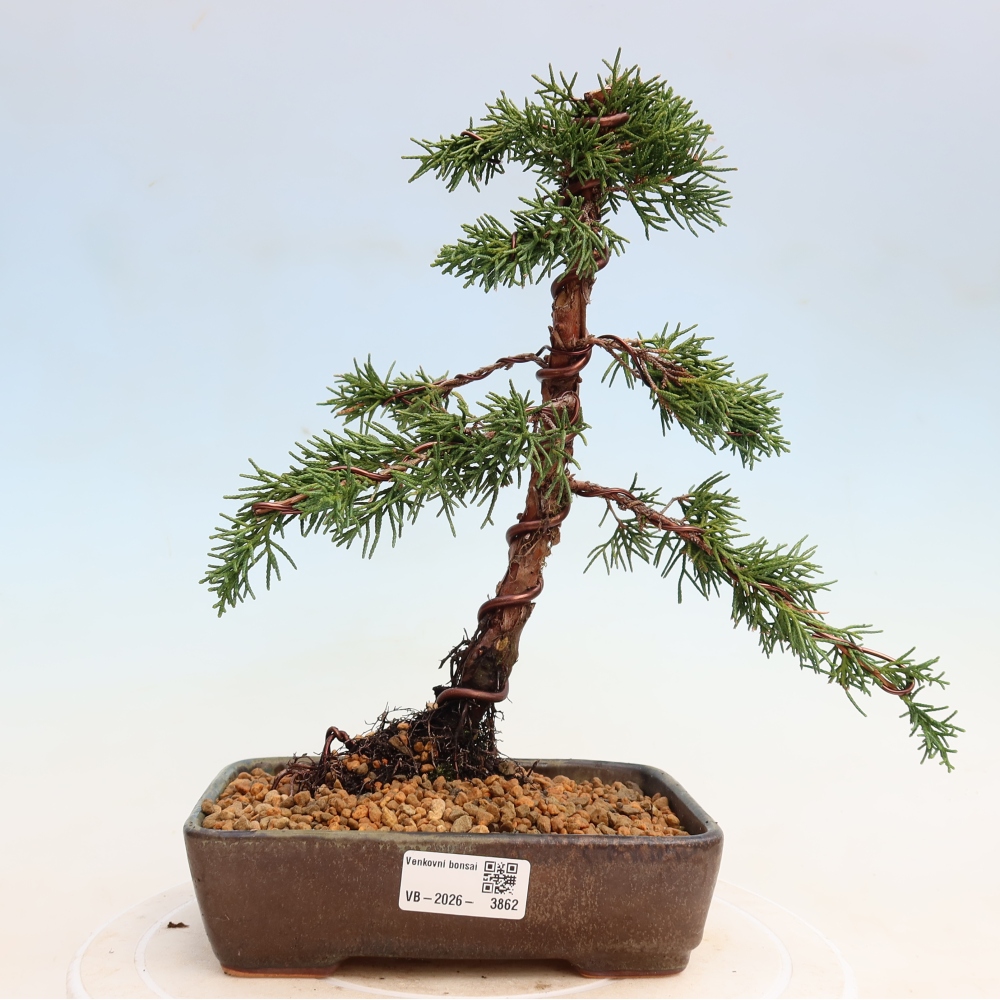 Kültéri bonsai - Juniperus chinensis Kishu