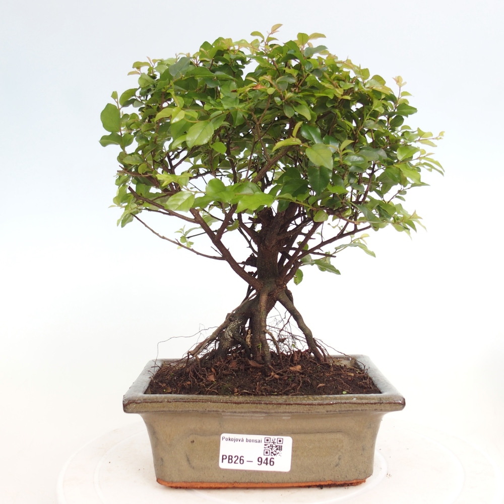 Szobai bonsai - Sageretia thea - Sageretia thea