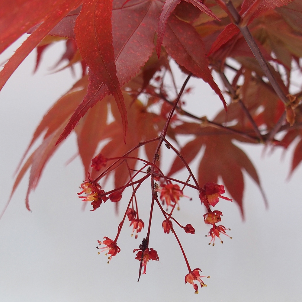 Kültéri bonsai - Acer pálma. Atropurpureum-Javor palmate