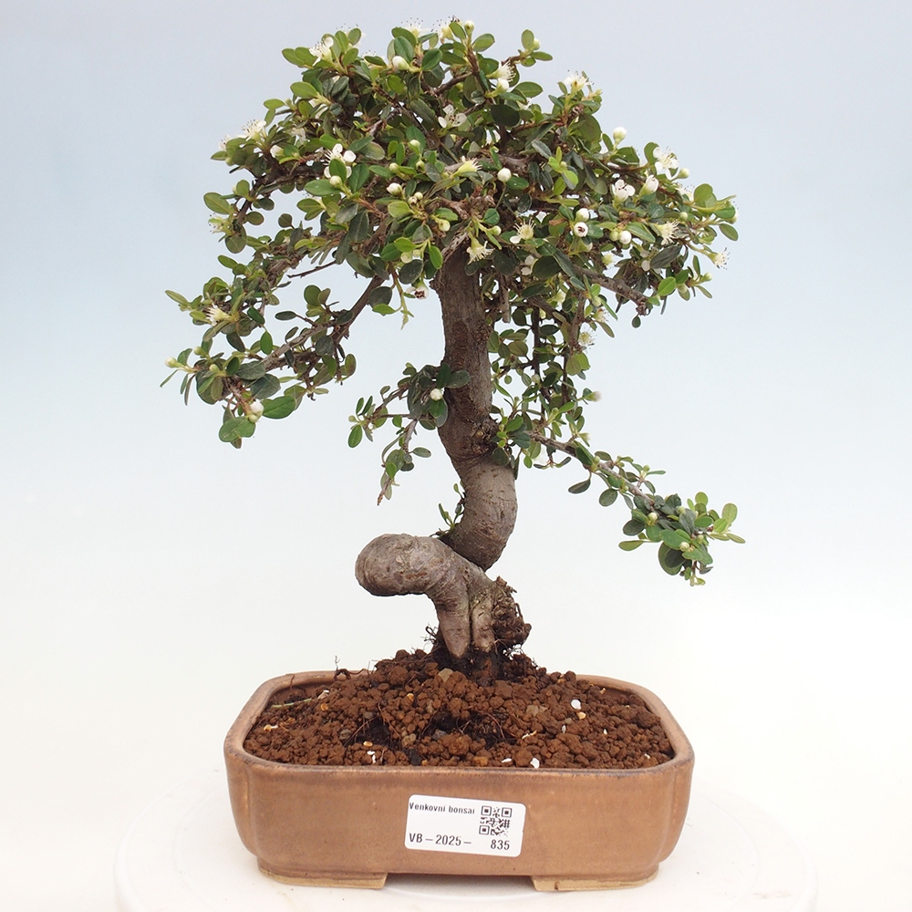 Kültéri bonsai-Cotoneaster dammeri - Damer's Rock