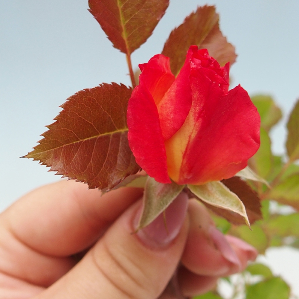Kültéri bonsai - Rosa Kordes - rózsa