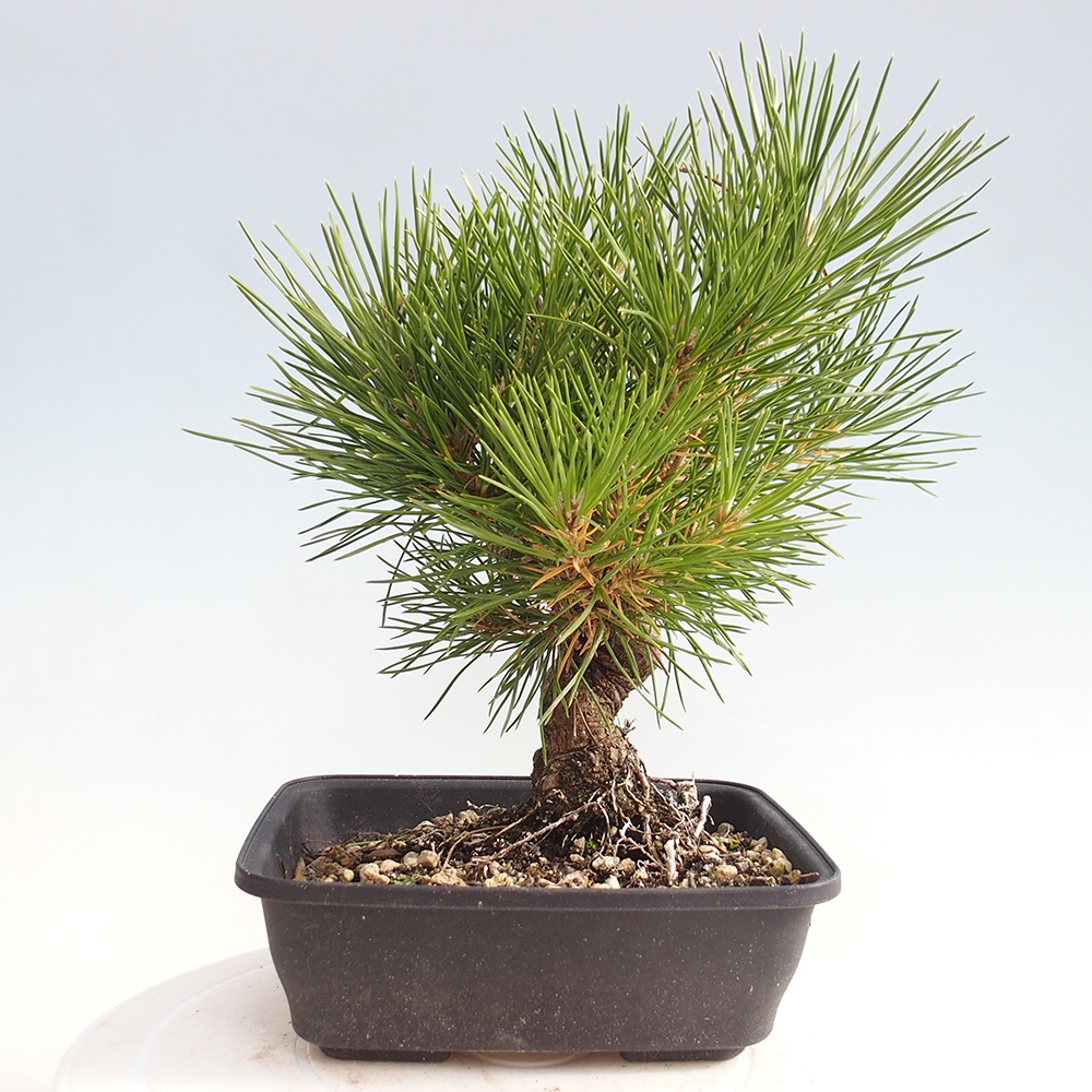 Kültéri bonsai - Pinus thunbergii - Thunberg fenyő