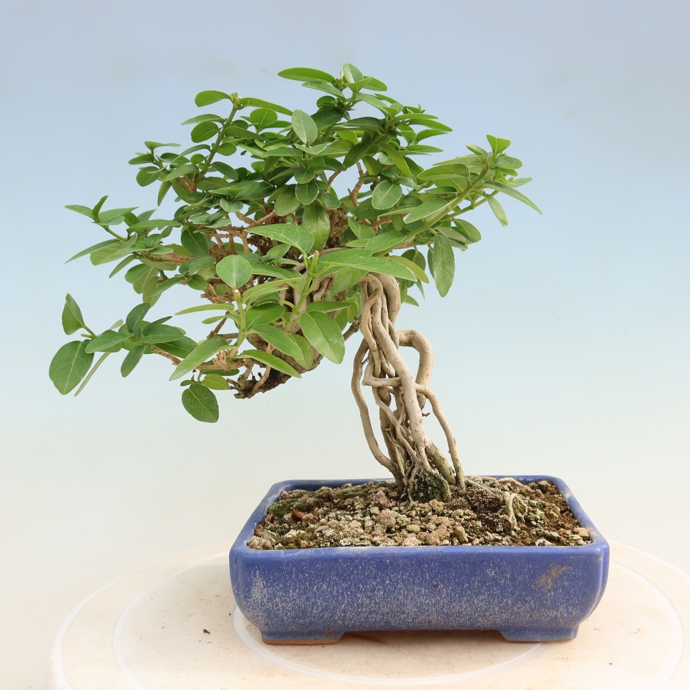 Beltéri bonsai - Premna serratifolia - Kozlovna malolista