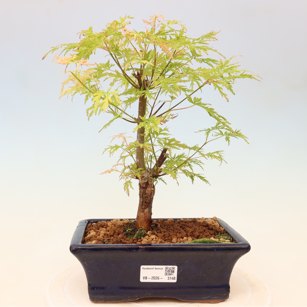 Kültéri bonsai - Acer palmatum Dissectum