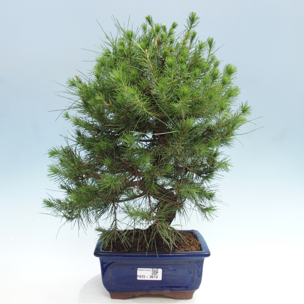 Szoba bonsai-Pinus halepensis-Pinus halepensis-Aleppói fenyő