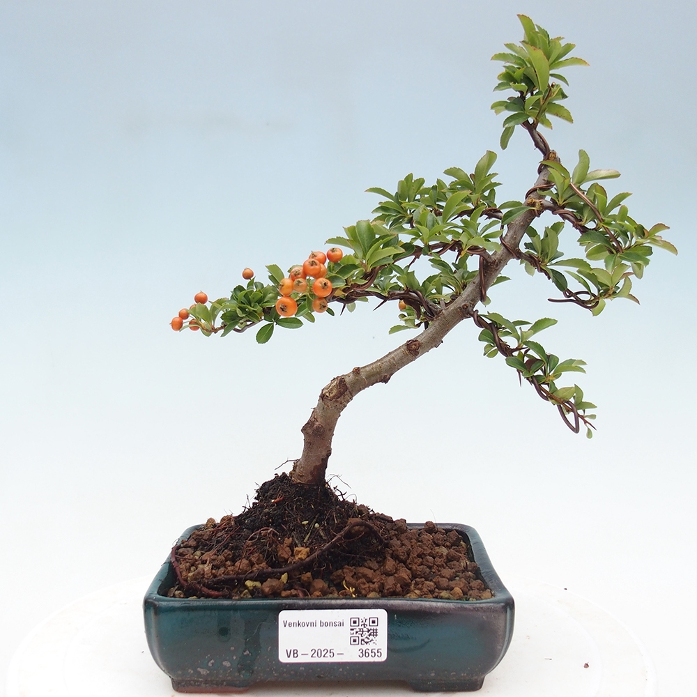 Kültéri bonsai-Pyracantha Teton - Hlox