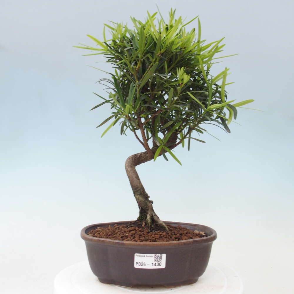 Szobai bonsai - Podocarpus - Kőtiszafa