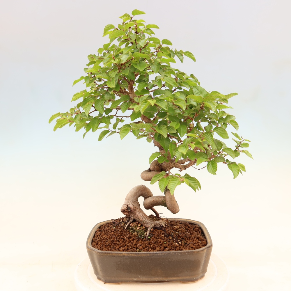 Kültéri bonsai -Carpinus Coreana - Koreai gyertyánfa