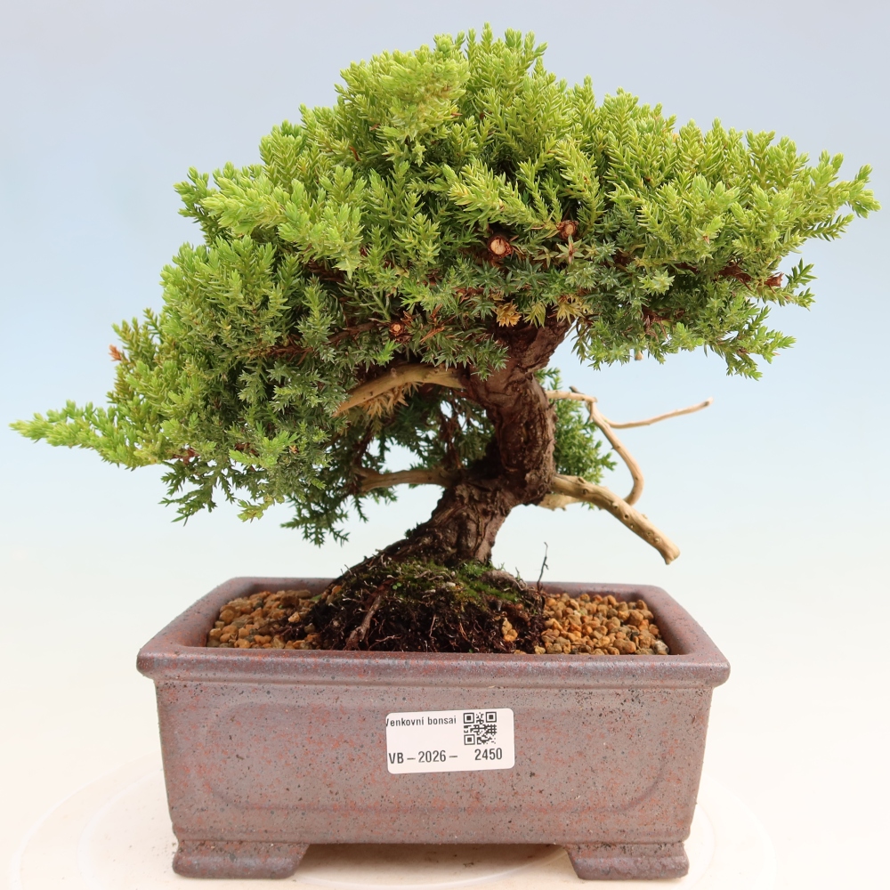 Kültéri bonsai - Juniperus procumbens - Juniperus procumbens
