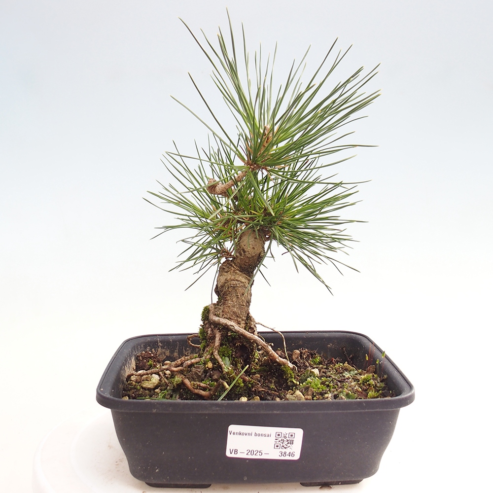 Kültéri bonsai - Pinus thunbergii - Thunberg fenyő