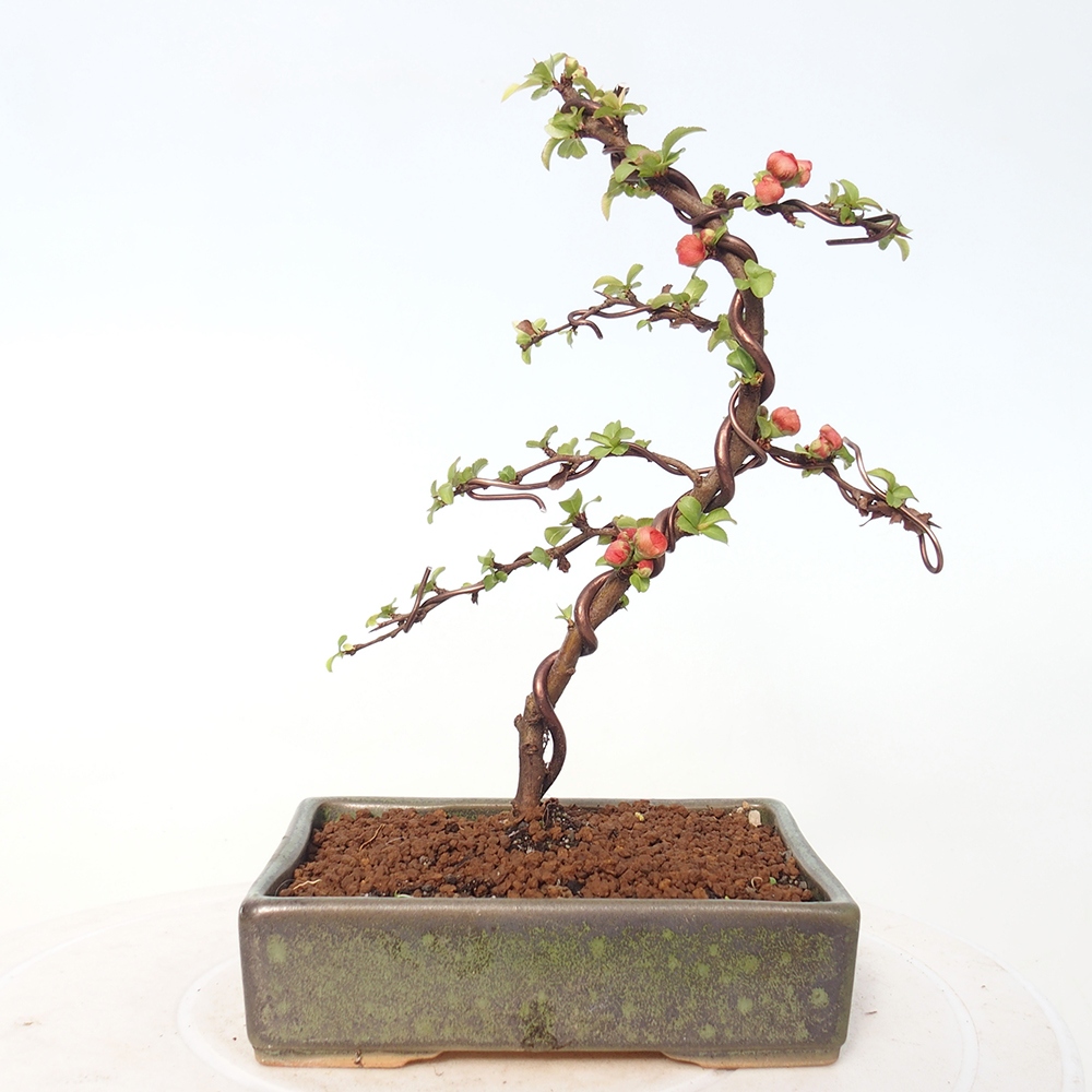 Kültéri bonsai - Chaneomeles s. Red Joy - birs