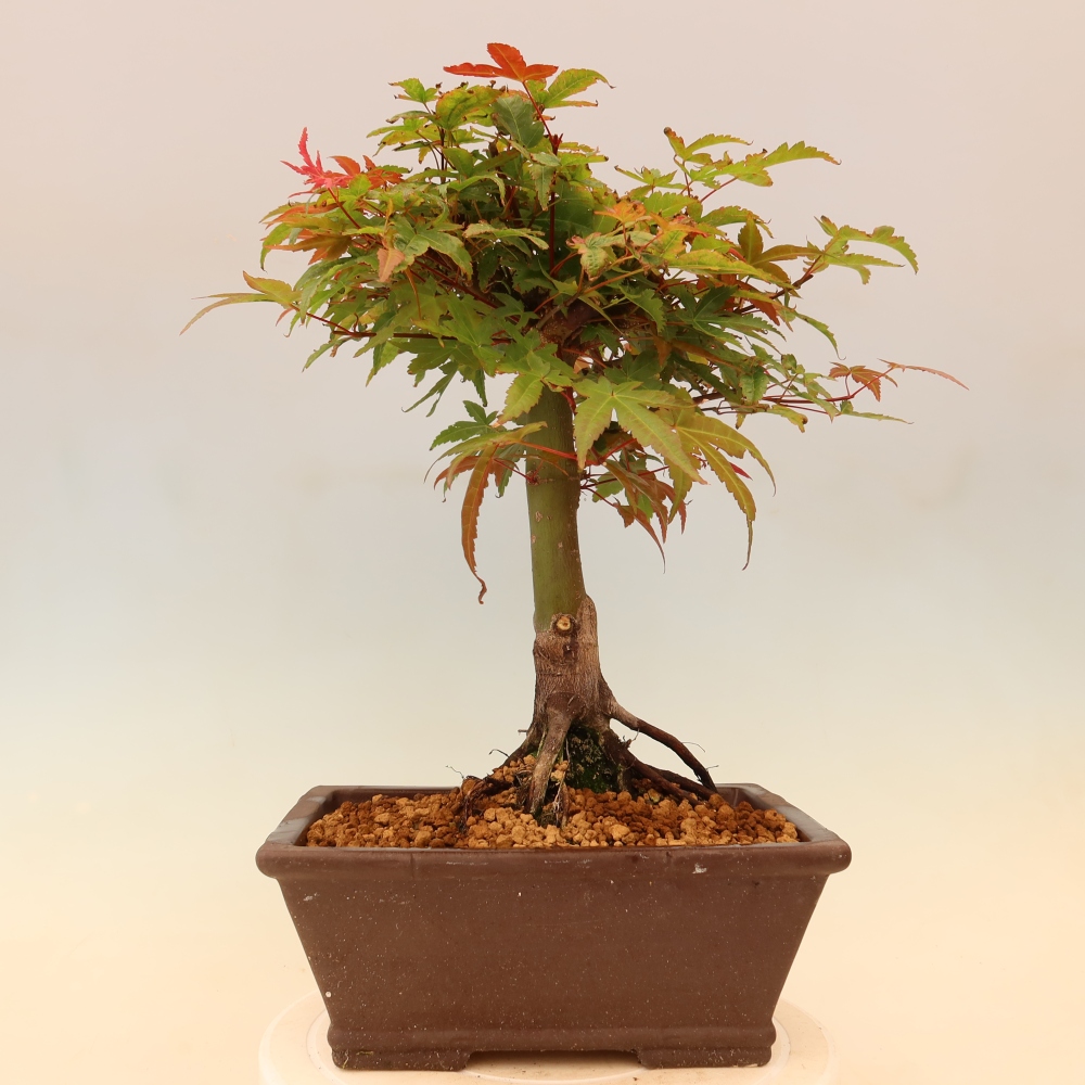 Juhar - Acer palmatum Beni Tsukasa