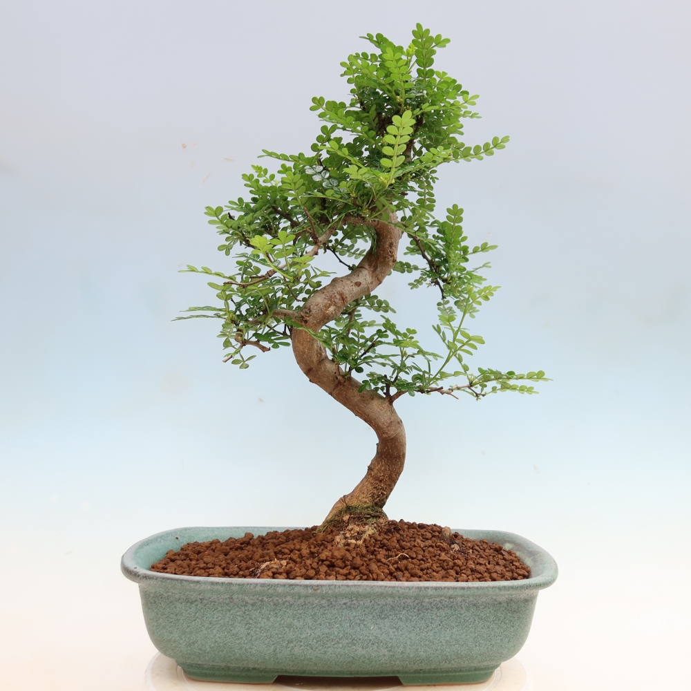Szobai bonsai - Zantoxylum piperitum - borsfa