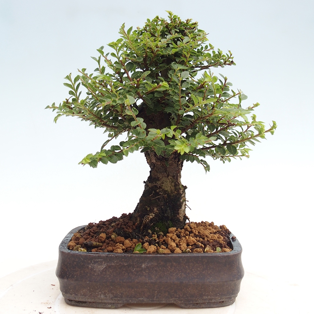 Kültéri bonsai - Ulmus parvifolia Hokkaido - Kínai szil - Ulmus parvifolia Hokkaido