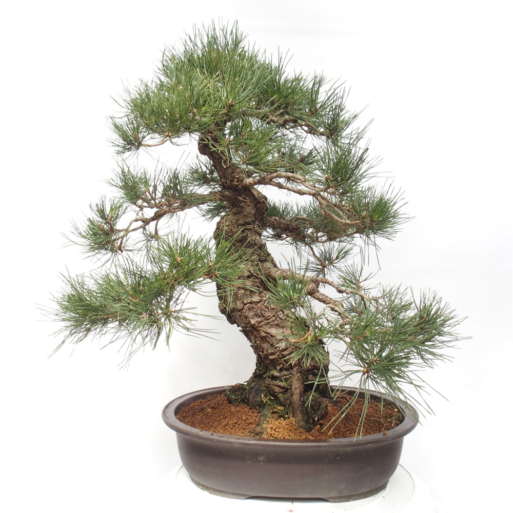 Kültéri bonsai - Pinus thunbergii - Thunberg fenyő