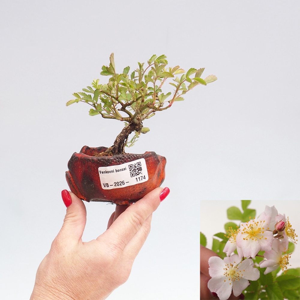 Kültéri bonsai - Rosa sp. - kisvirágú rózsa