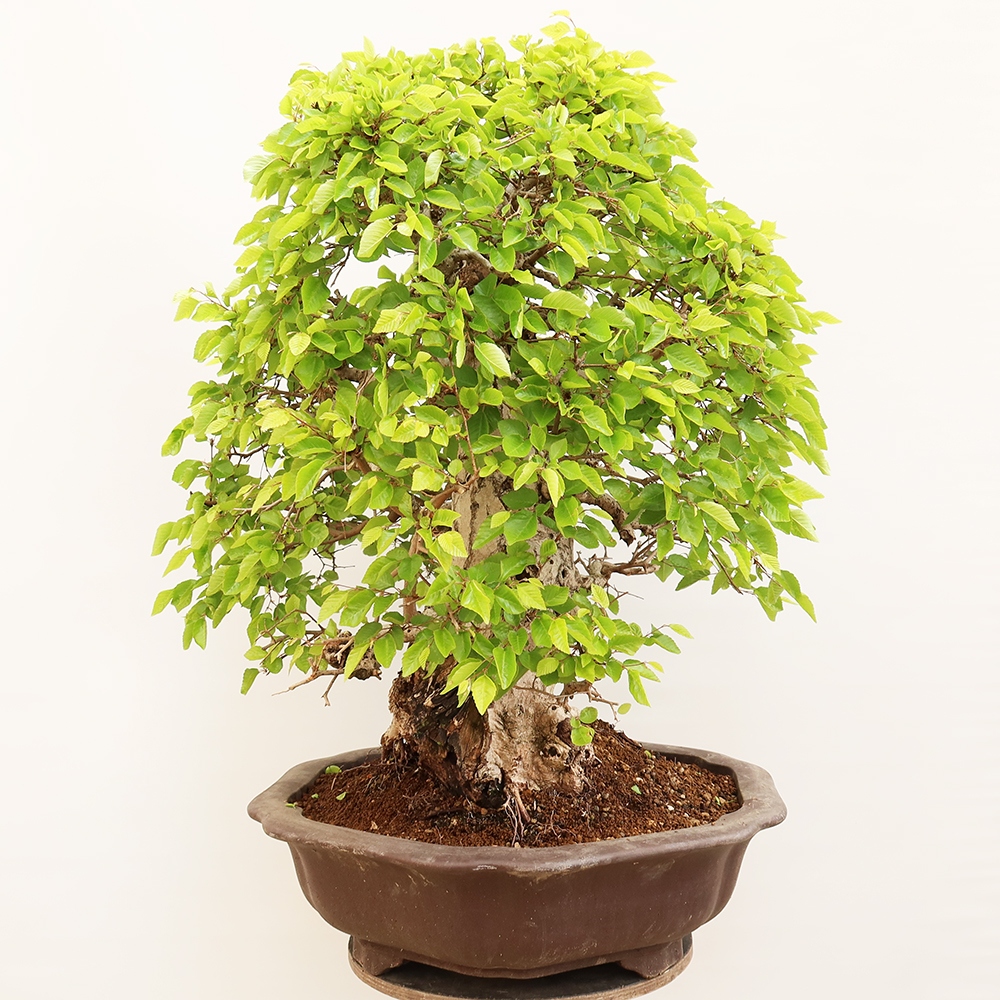Kültéri bonsai -Carpinus Coreana - Koreai gyertyánfa