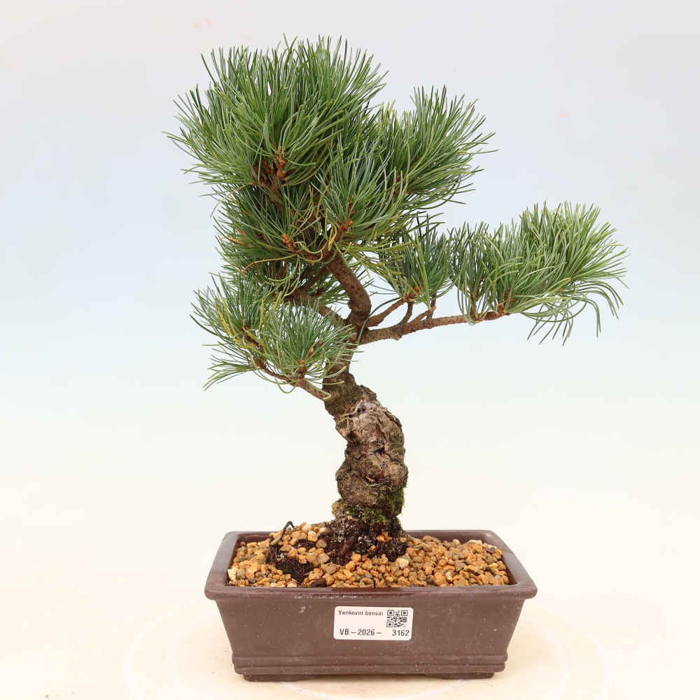 Kültéri bonsai - Pinus parviflora - Pinus parviflora