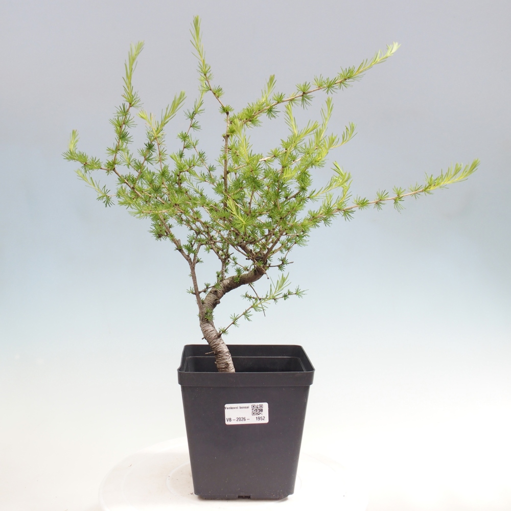 Kültéri bonsai - Larix decidua - vörösfenyő
