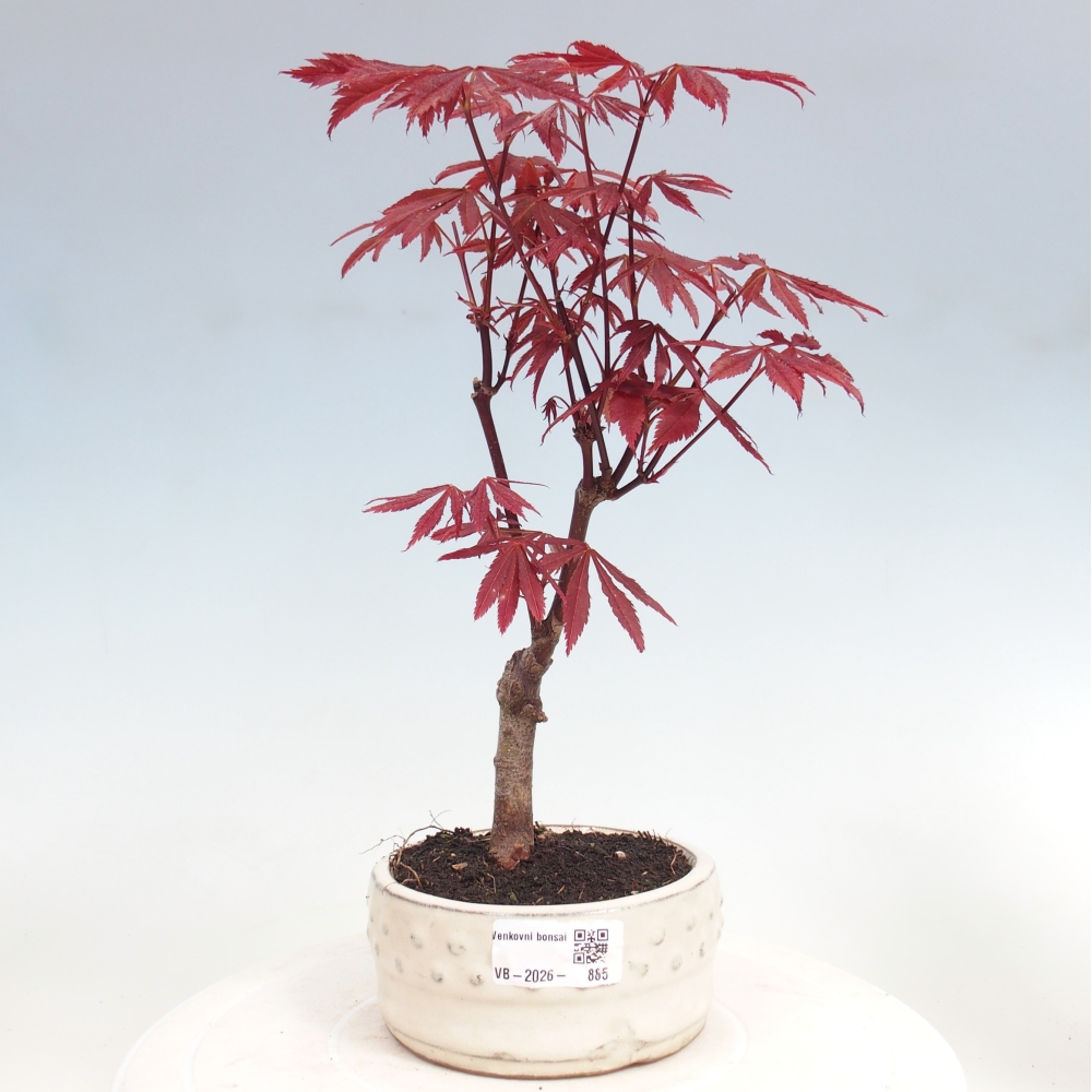 Kültéri bonsai - Acer pálma. Atropurpureum-Javor palmate