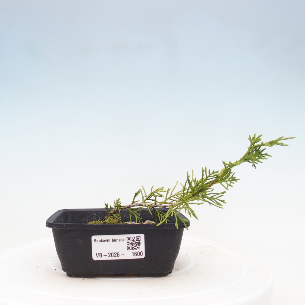 Kültéri bonsai - Juniperus chinensis Itoigawa