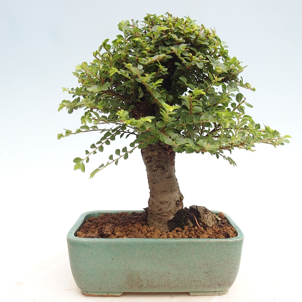 Kültéri bonsai - Ulmus parvifolia Hokkaido - Kínai szil - Ulmus parvifolia Hokkaido