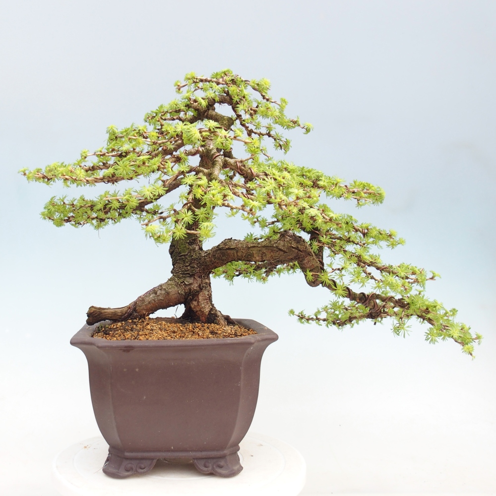 Kültéri bonsai - Larix decidua - vörösfenyő