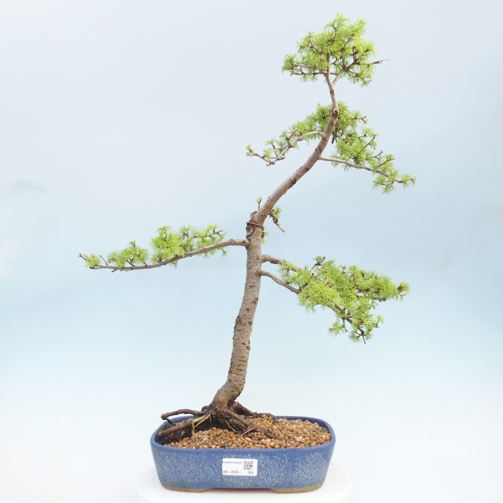 Kültéri bonsai - Larix decidua - vörösfenyő