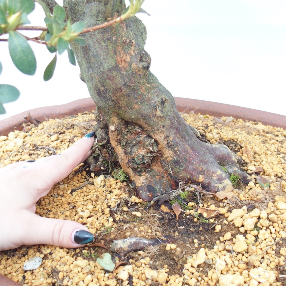 Kültéri bonsai - Japán azálea - Azalea Sansei