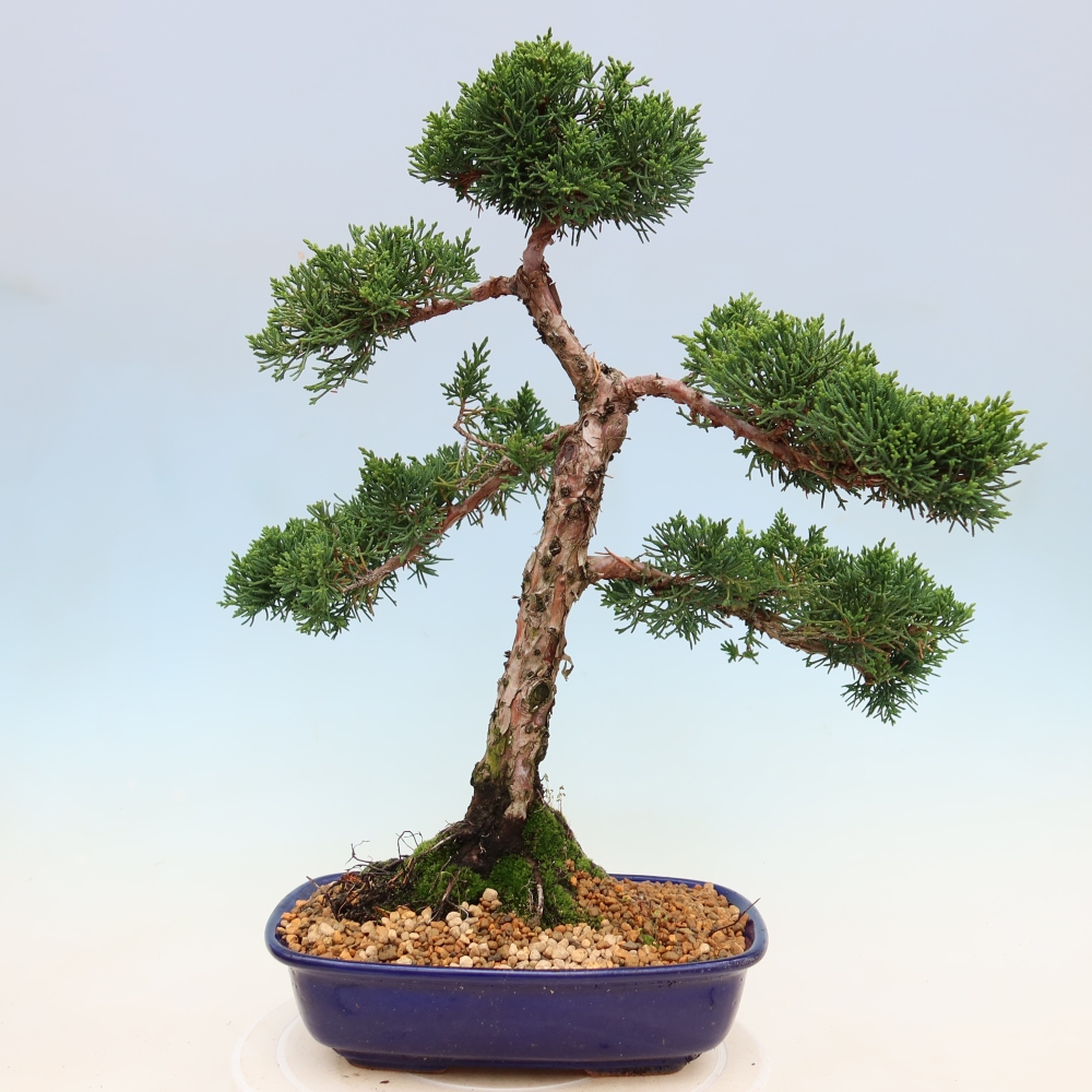 Kültéri bonsai - Juniperus chinensis Kishu