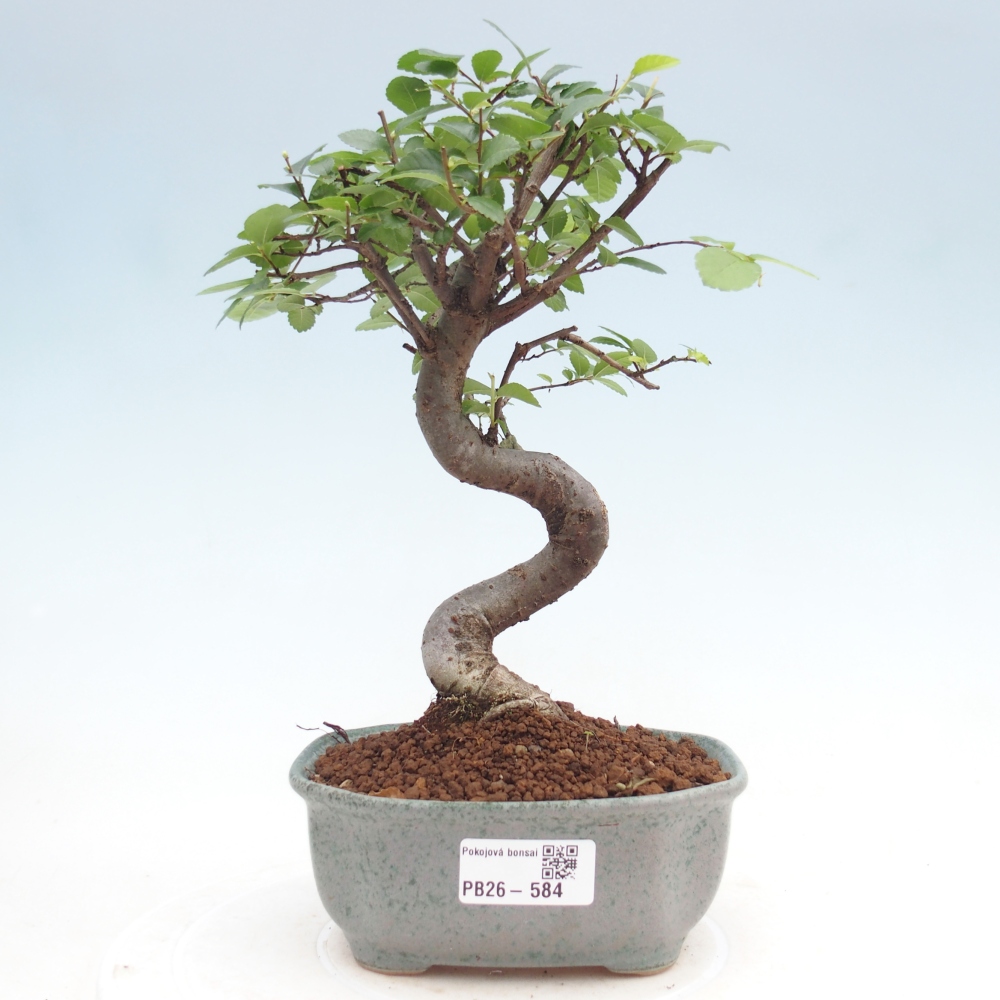 Szobai bonsai - Ulmus parvifolia - Kislevelű szilfa