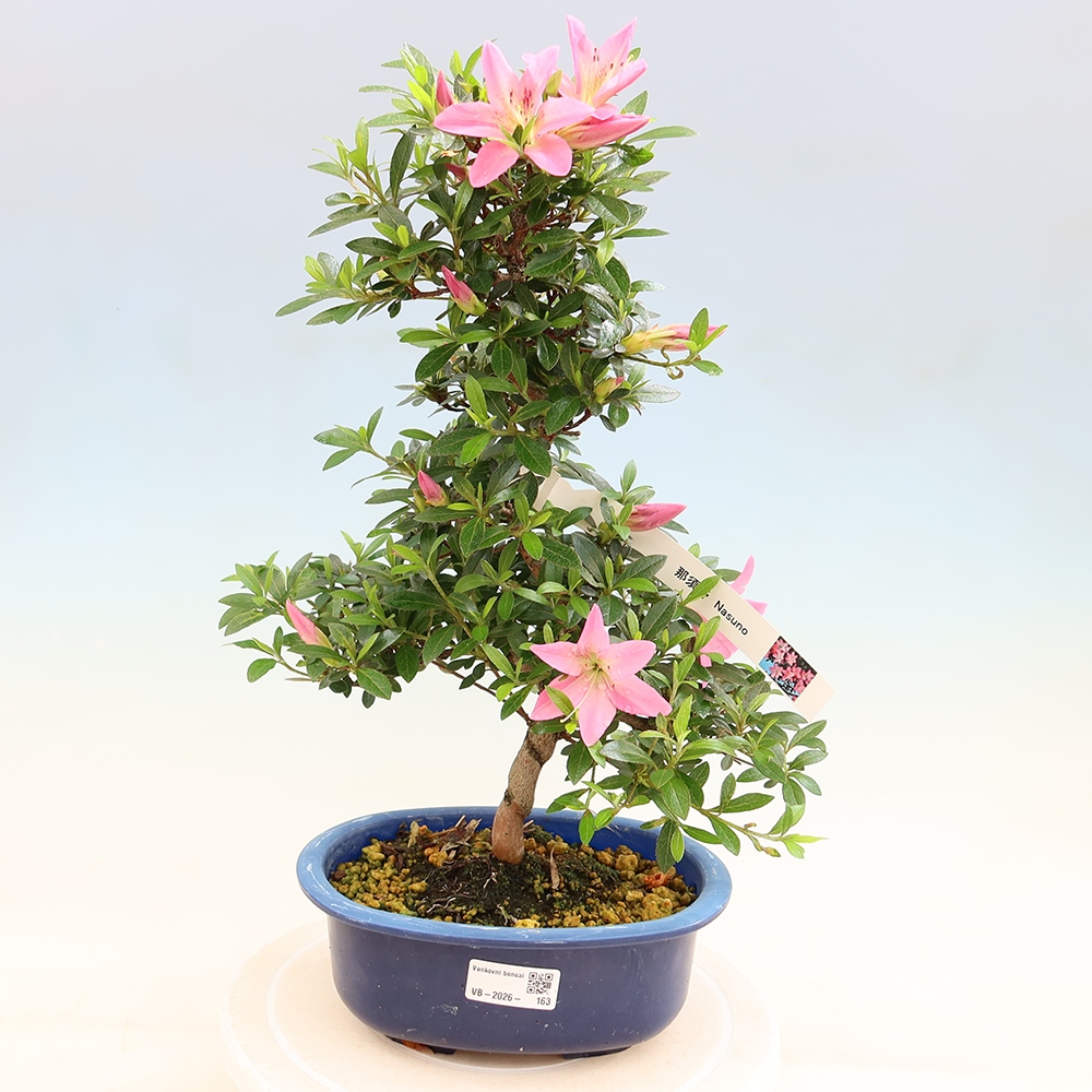 Kültéri bonsai - Japán azálea - Azalea Nasuno