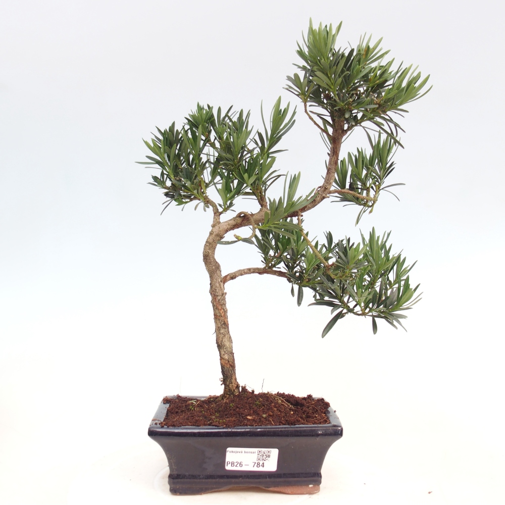Szobai bonsai - Podocarpus - Kőtiszafa