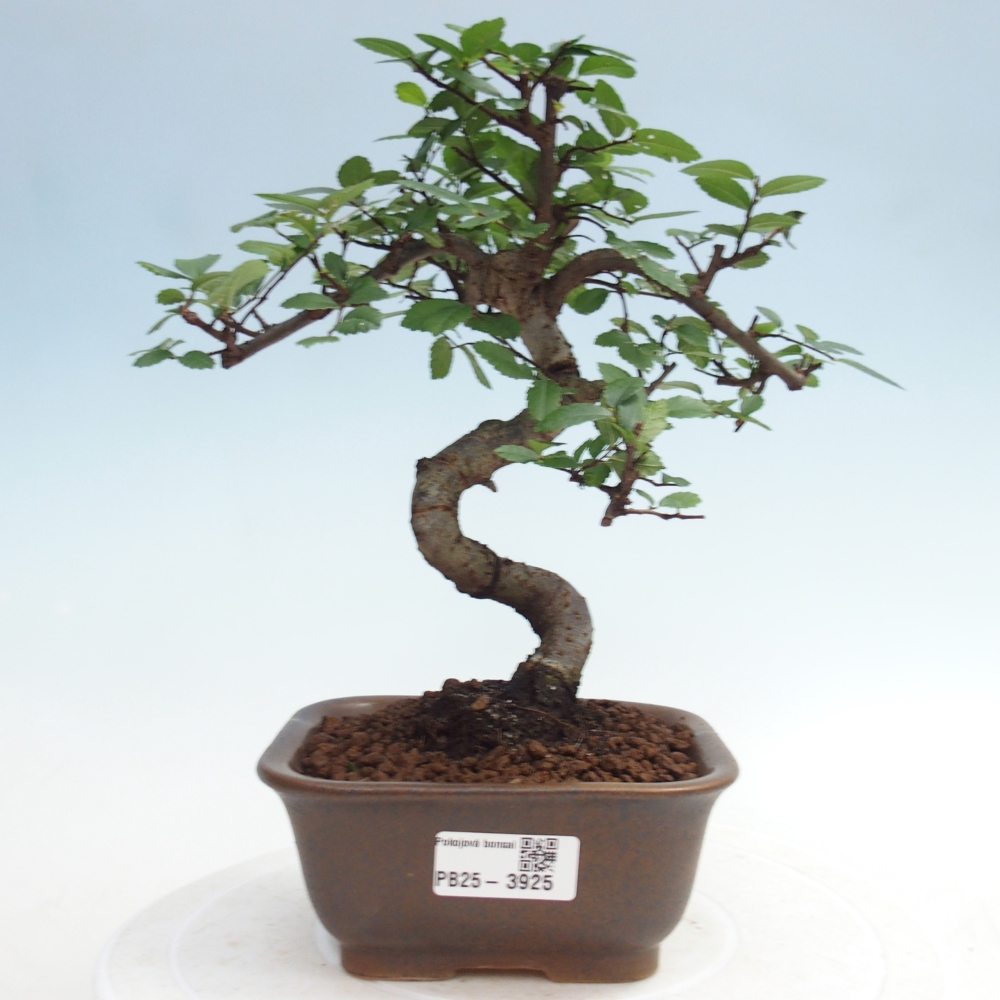 Szobai bonsai - Ulmus parvifolia - Kislevelű szilfa