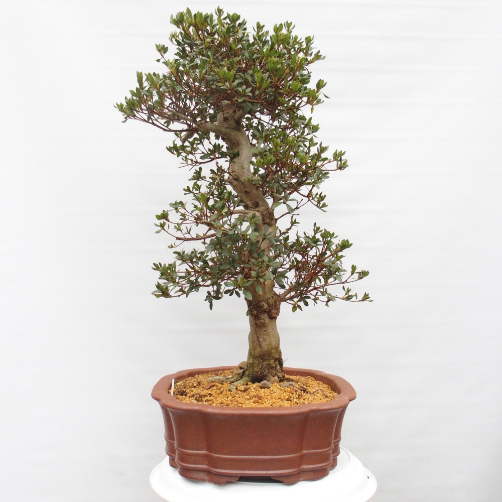 Kültéri bonsai - Japán azálea - Azalea Sansai