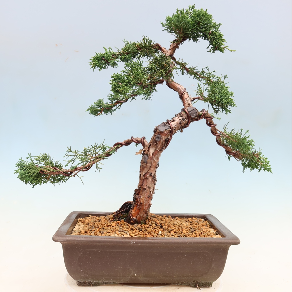 Kültéri bonsai - Juniperus chinensis Kishu
